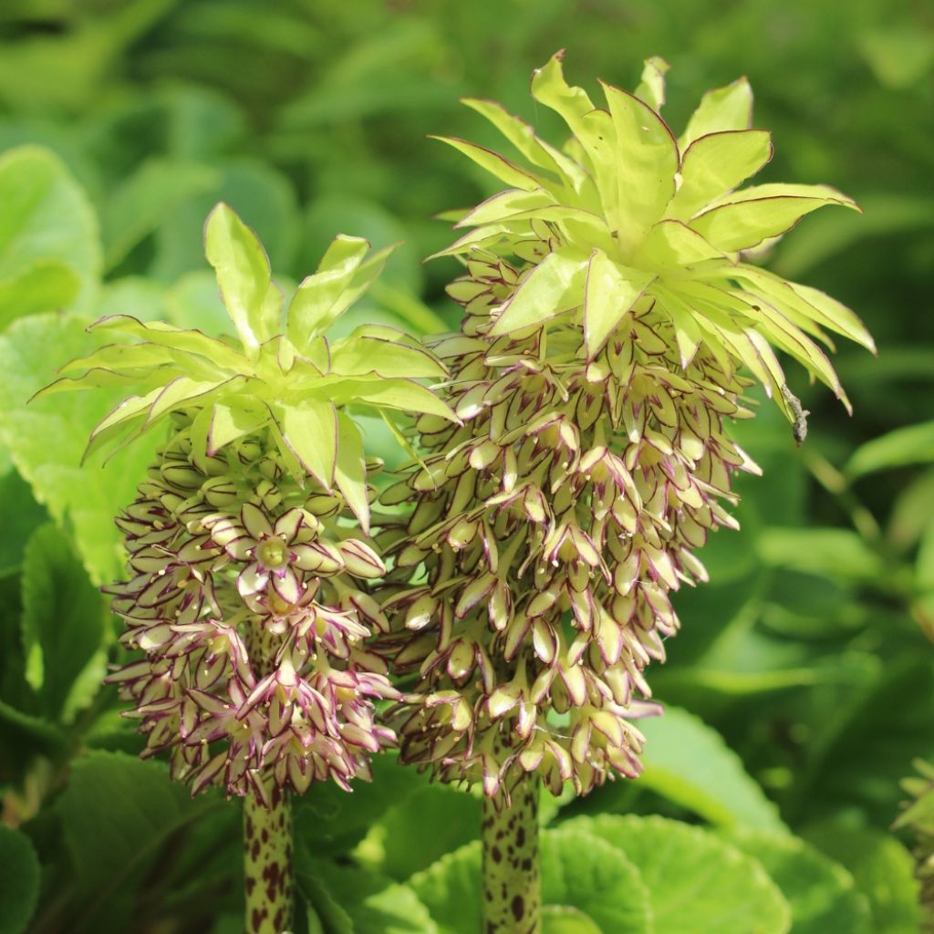Eucomis bicolor - Eucomide