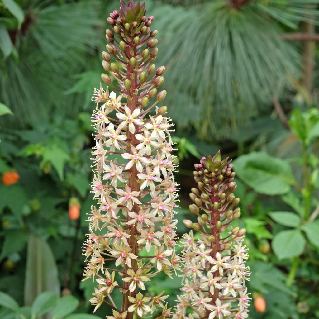 Eucomis comosa Sparkling Burgundy®  - Eucomide rose à feuillage pourpre