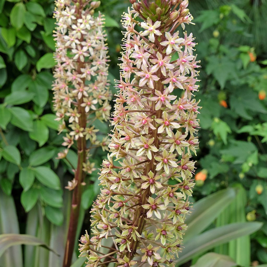 Eucomis comosa Sparkling Burgundy®  - Eucomide rose à feuillage pourpre