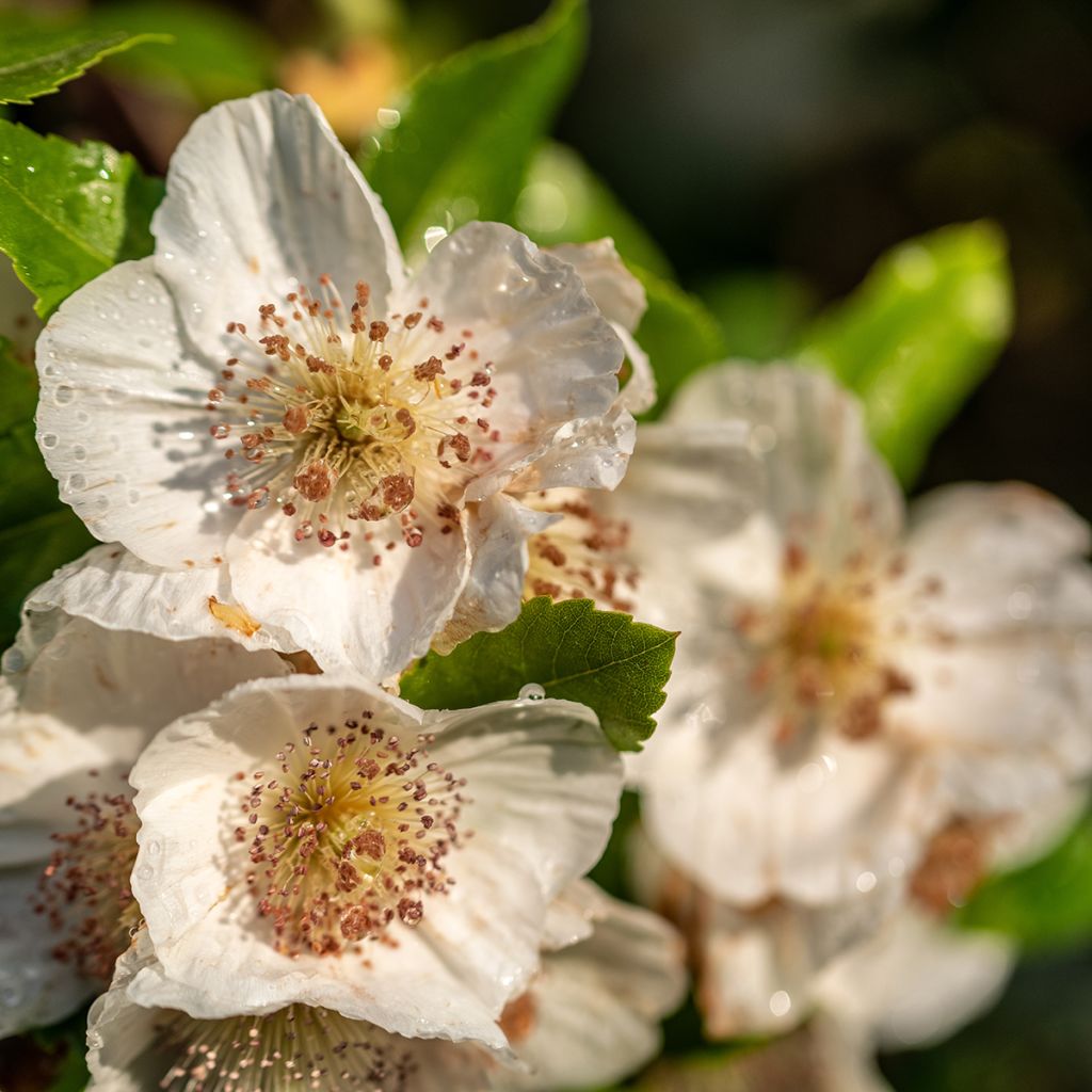 Eucryphia intermedia Rostrevor