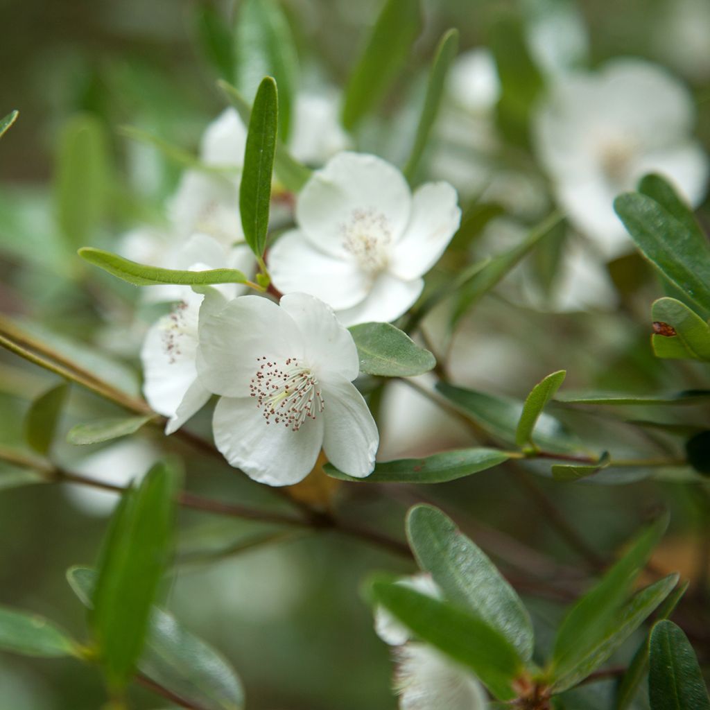 Eucryphia moorei - Eucryphia de Moore