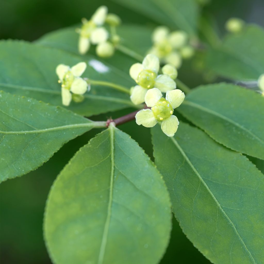 Euonymus alatus - Fusain ailé
