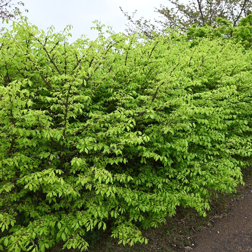 Euonymus alatus - Fusain ailé