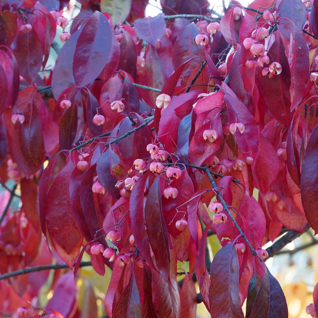 Euonymus grandiflorus Red Wine - fusain