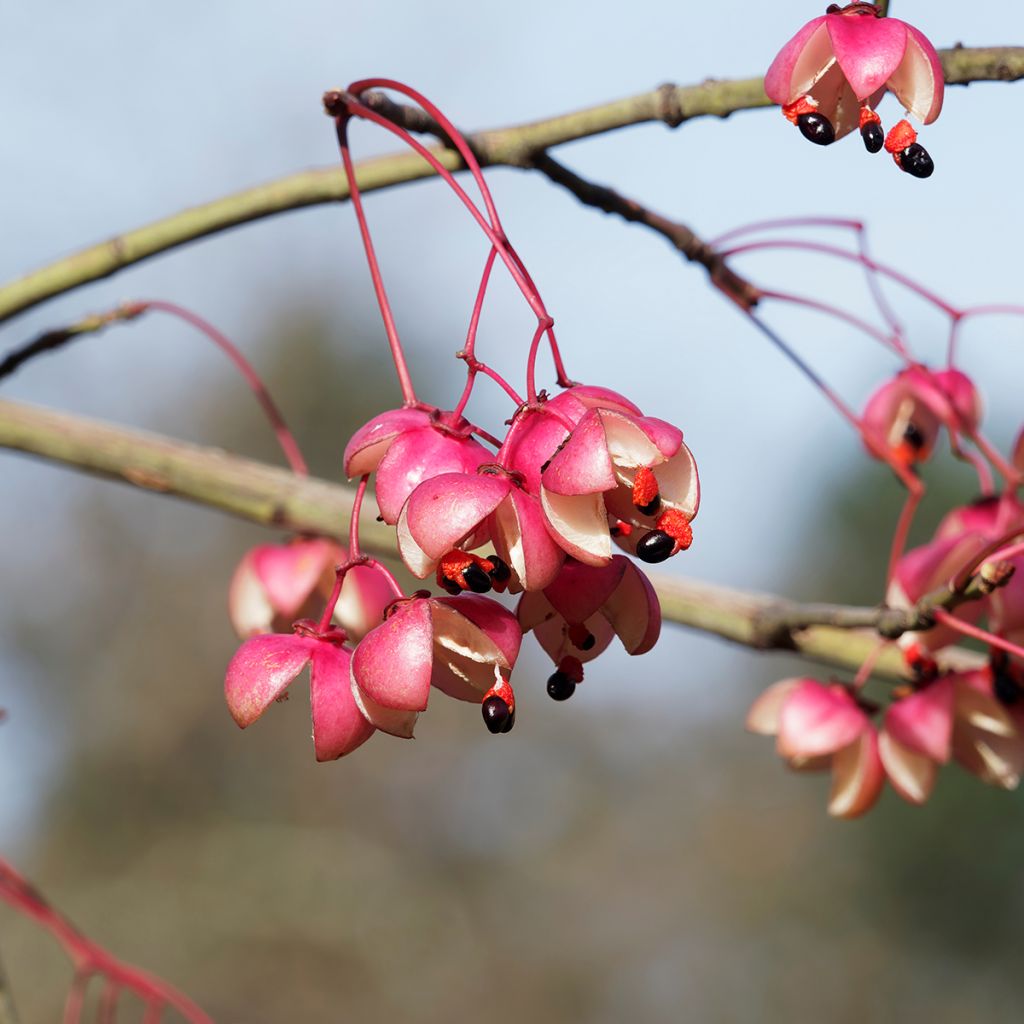 Euonymus grandiflorus Red Wine - fusain