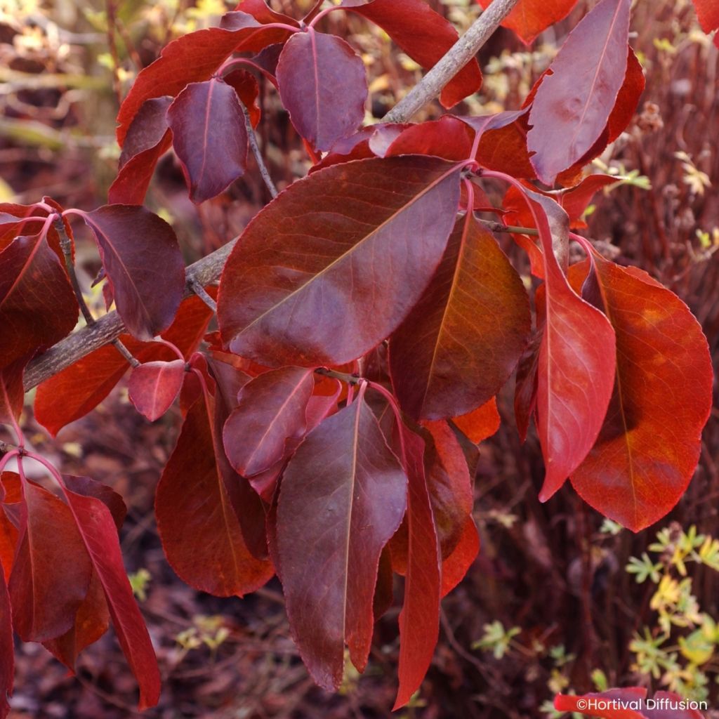 Euonymus grandiflorus Ruby Wine - Fusain