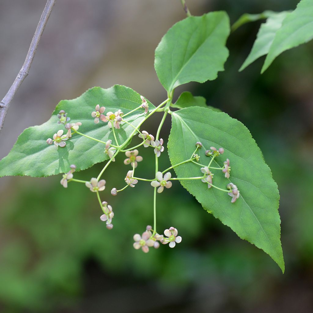 Euonymus maackii - Fusain de Hamilton ou de Maack