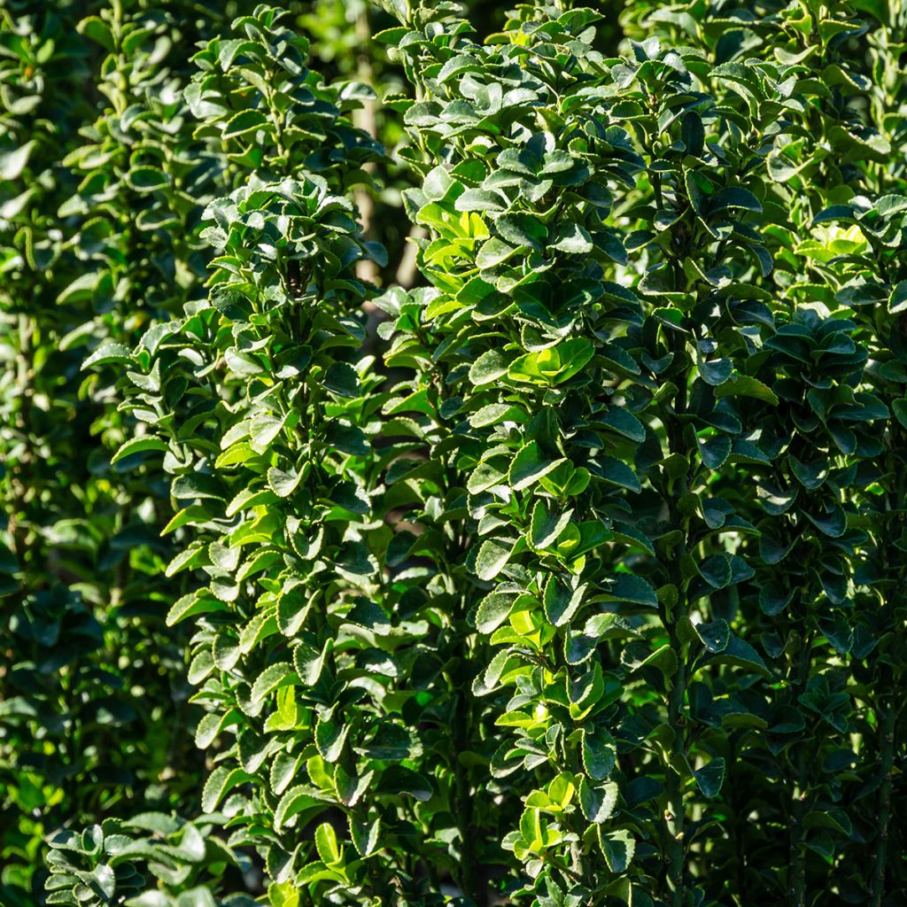 Euonymus japonicus Benkomasaki (Erecta)