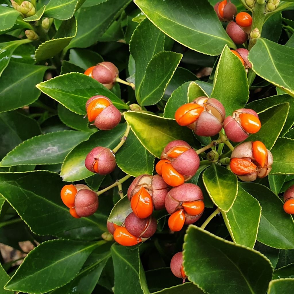 Euonymus japonicus - Fusain du Japon