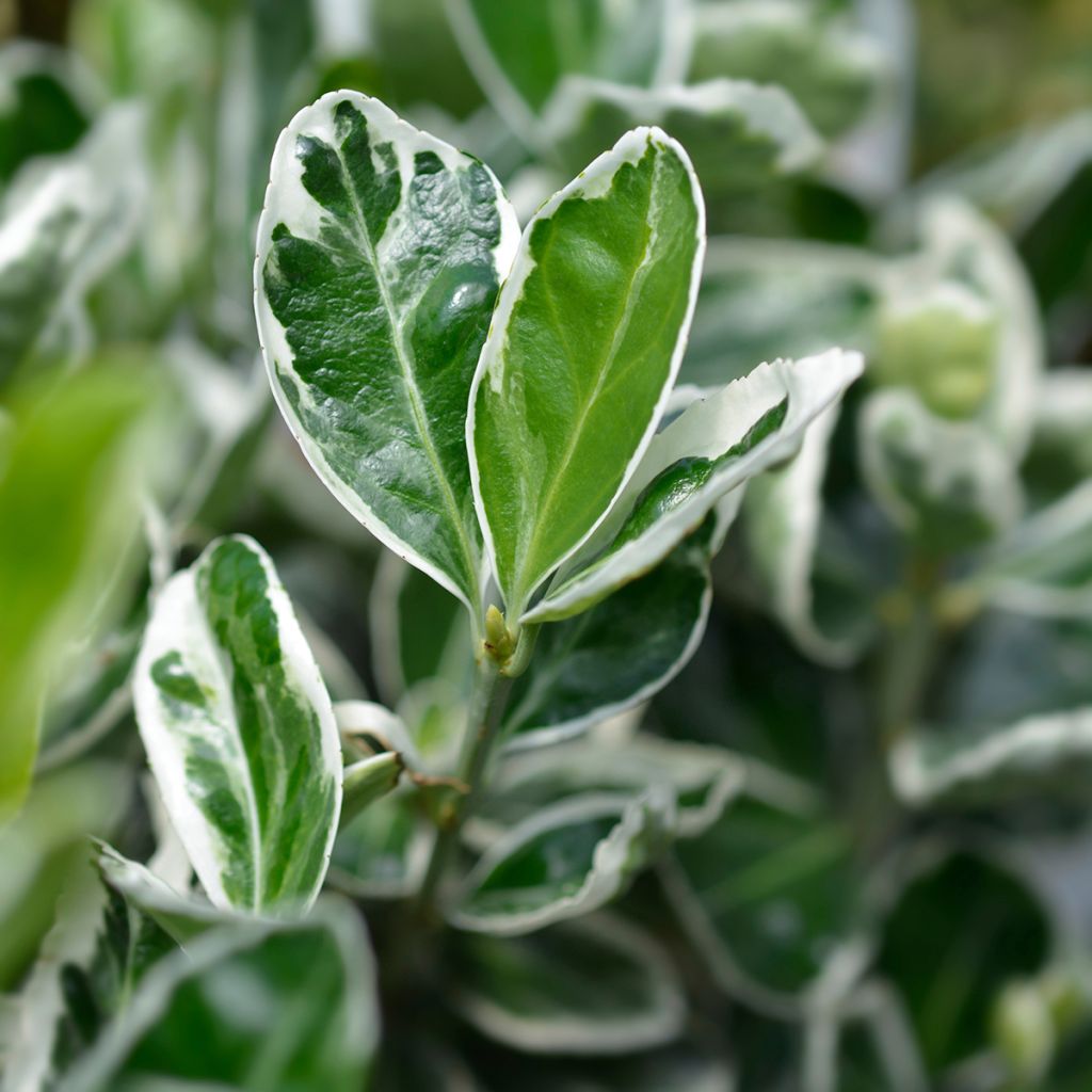 Euonymus japonicus Kathy - Fusain du Japon