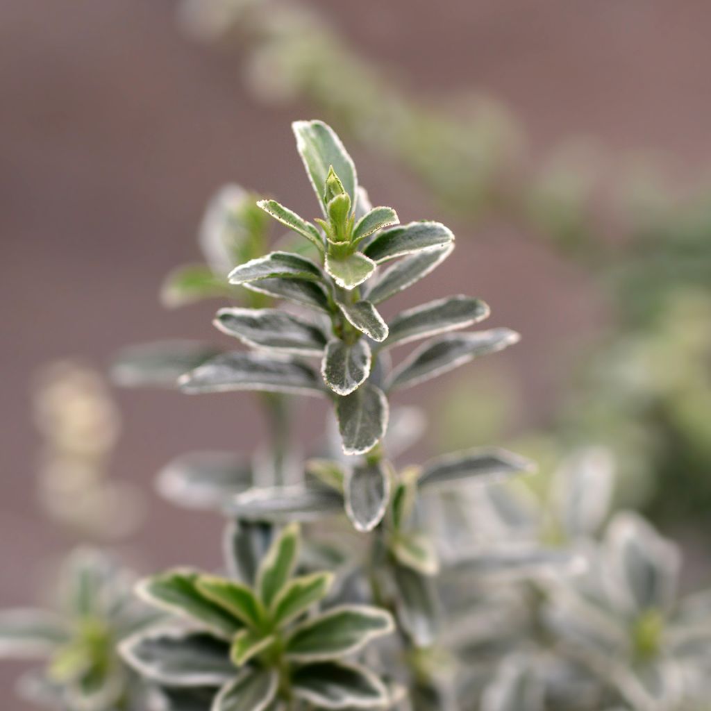 Euonymus japonicus Microphyllus Albovariegatus - Fusain du Japon