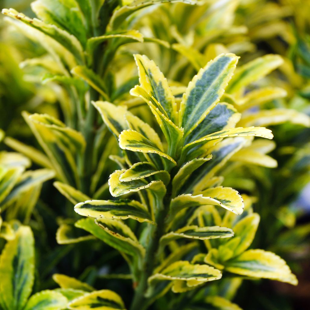 Euonymus japonicus Microphyllus Aureovariegatus - Fusain