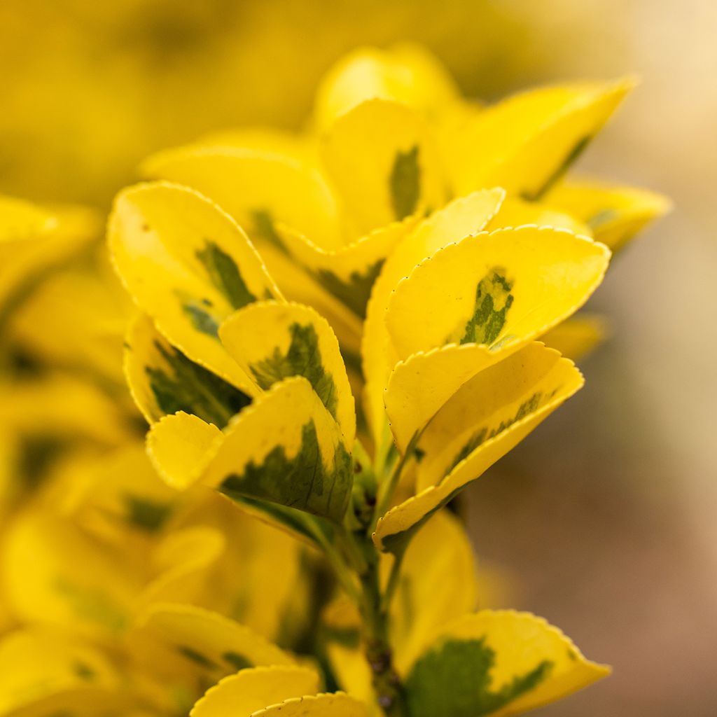 Euonymus japonicus Ovatus Aureus (Marieke) - Fusain du Japon