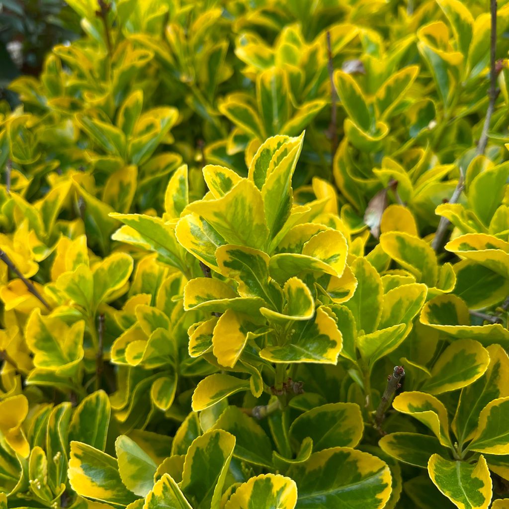Euonymus japonicus Ovatus Aureus (Marieke) - Fusain du Japon