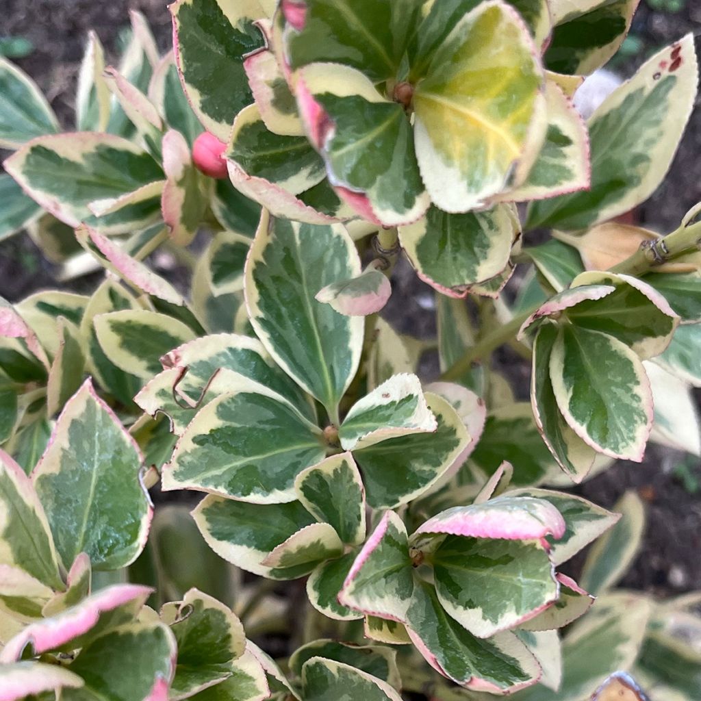 Euonymus japonicus Président Gauthier - Fusain du Japon