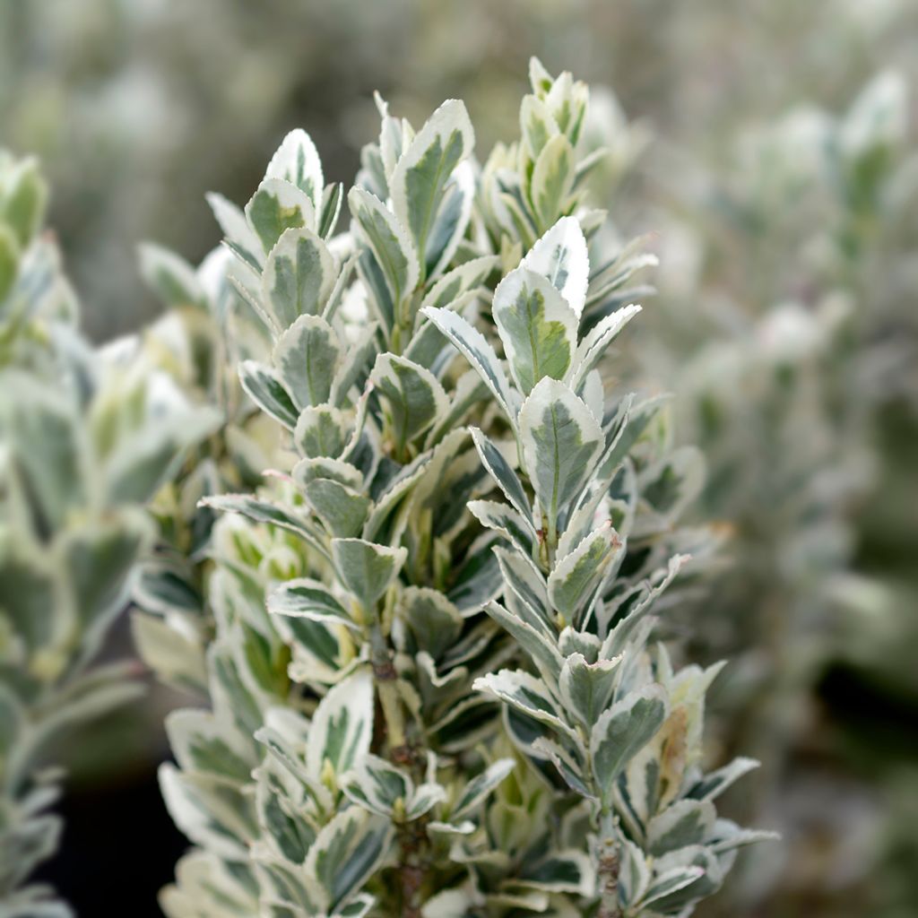 Euonymus japonicus White Spire - Fusain du Japon