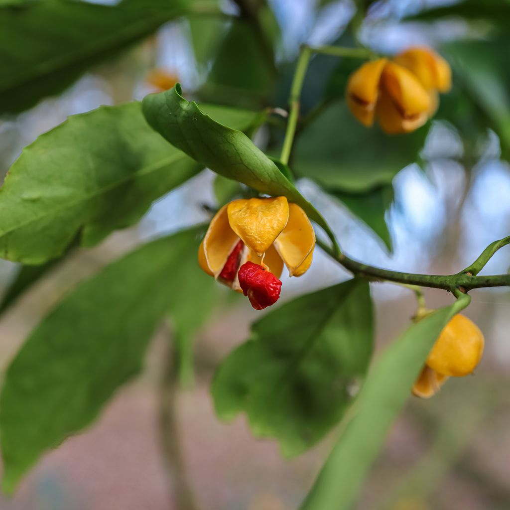Euonymus myrianthus - Fusain de Chine 