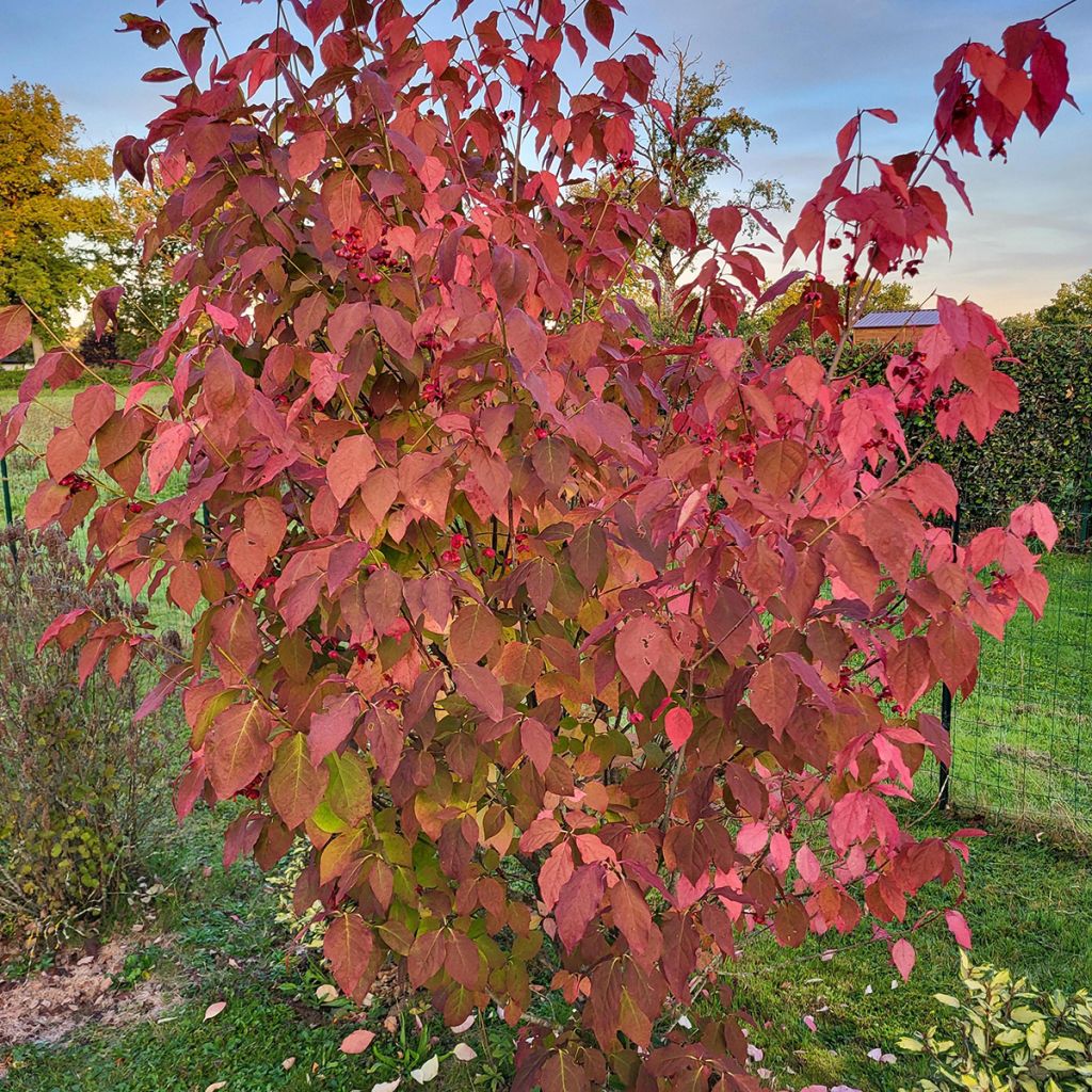 Euonymus planipes - Fusain