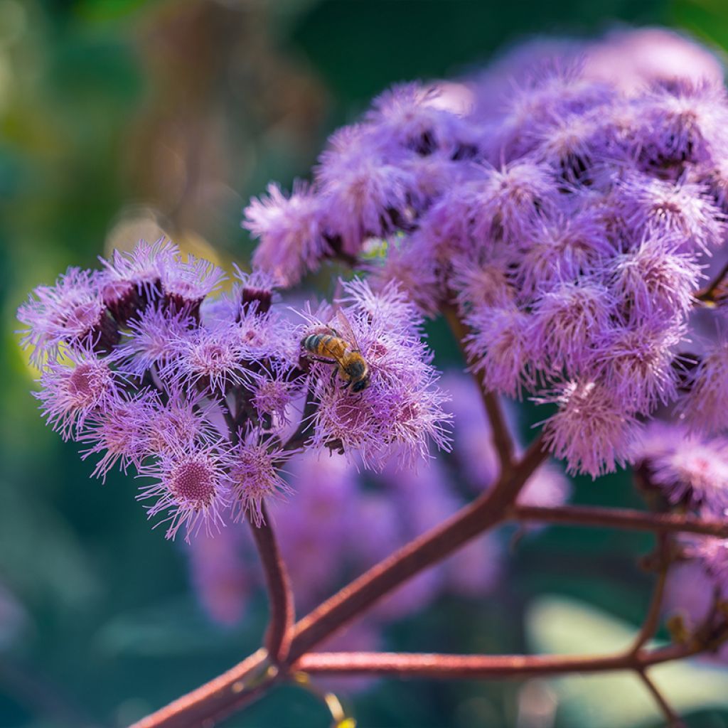 Eupatorium sordidum - Eupatoire