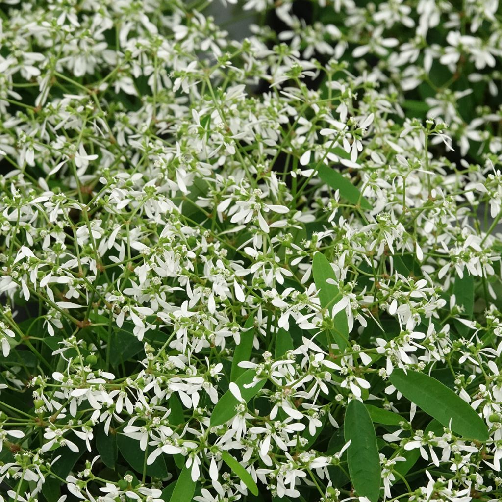 Euphorbe Diamond Frost - Chamaesyce hypericifolia 