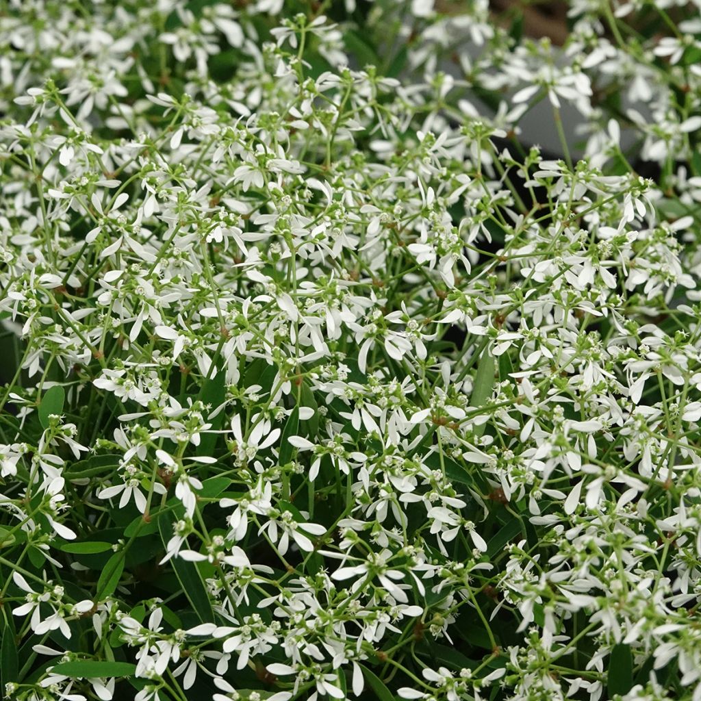 Euphorbe Diamond Frost - Chamaesyce hypericifolia 