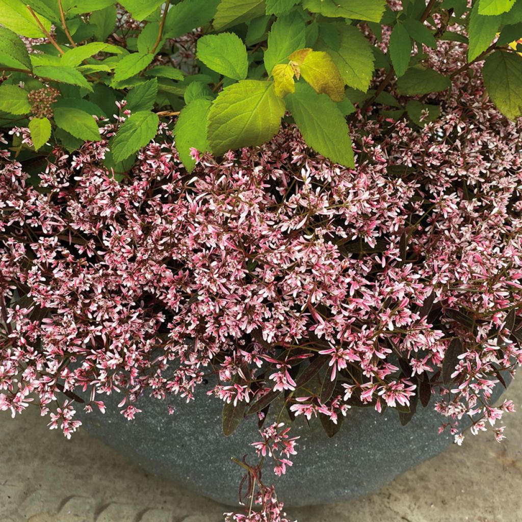 Euphorbe Shades in Pink