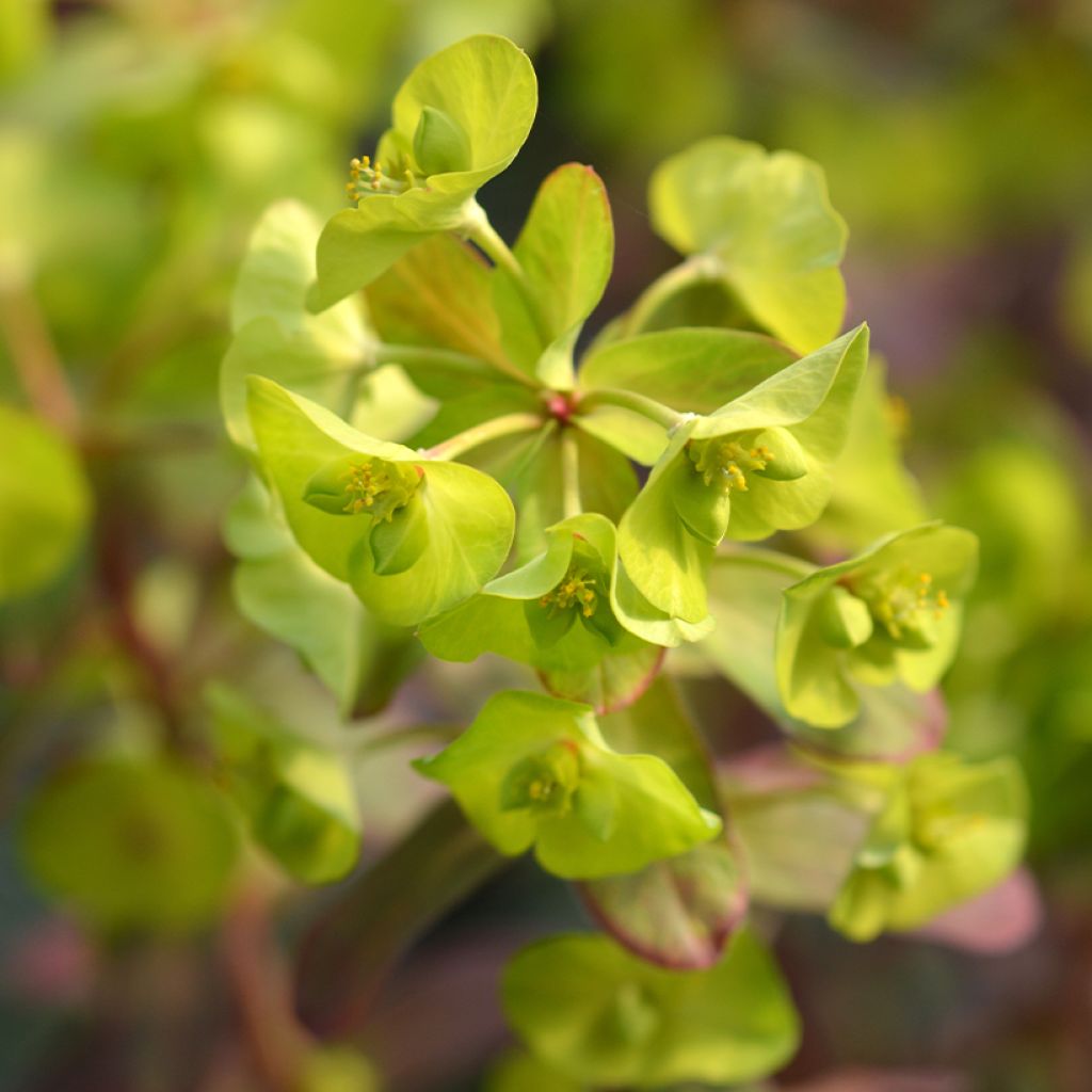 Euphorbe amygdaloides Redbud
