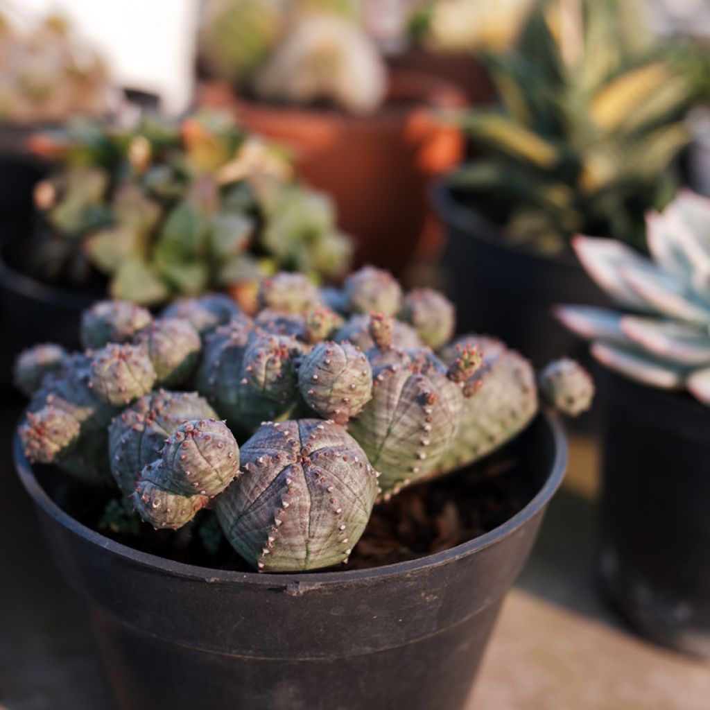 Euphorbia globosa - Euphorbe globuleuse