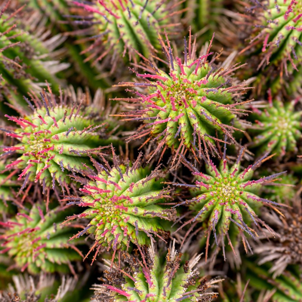 Euphorbia horrida - Euphorbe