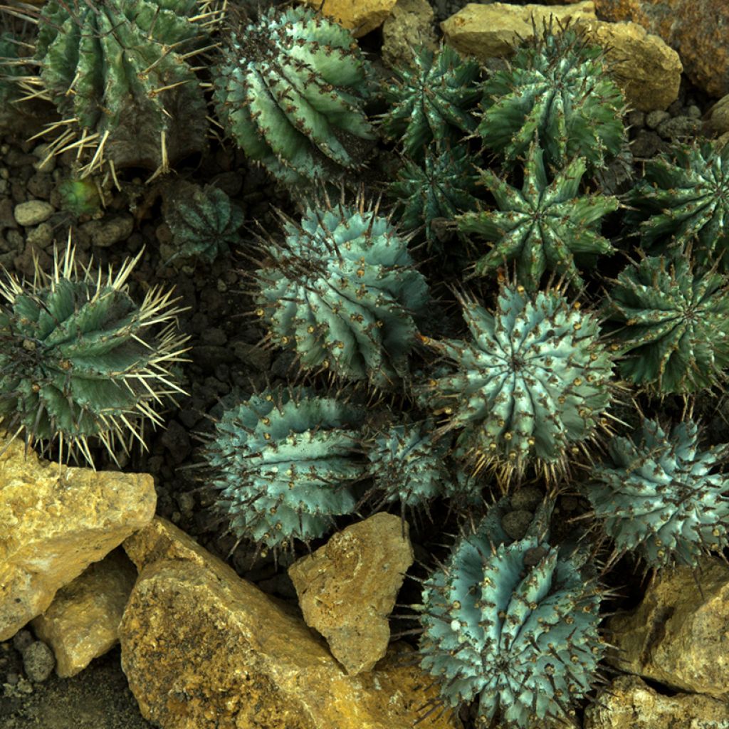 Euphorbia horrida - Euphorbe