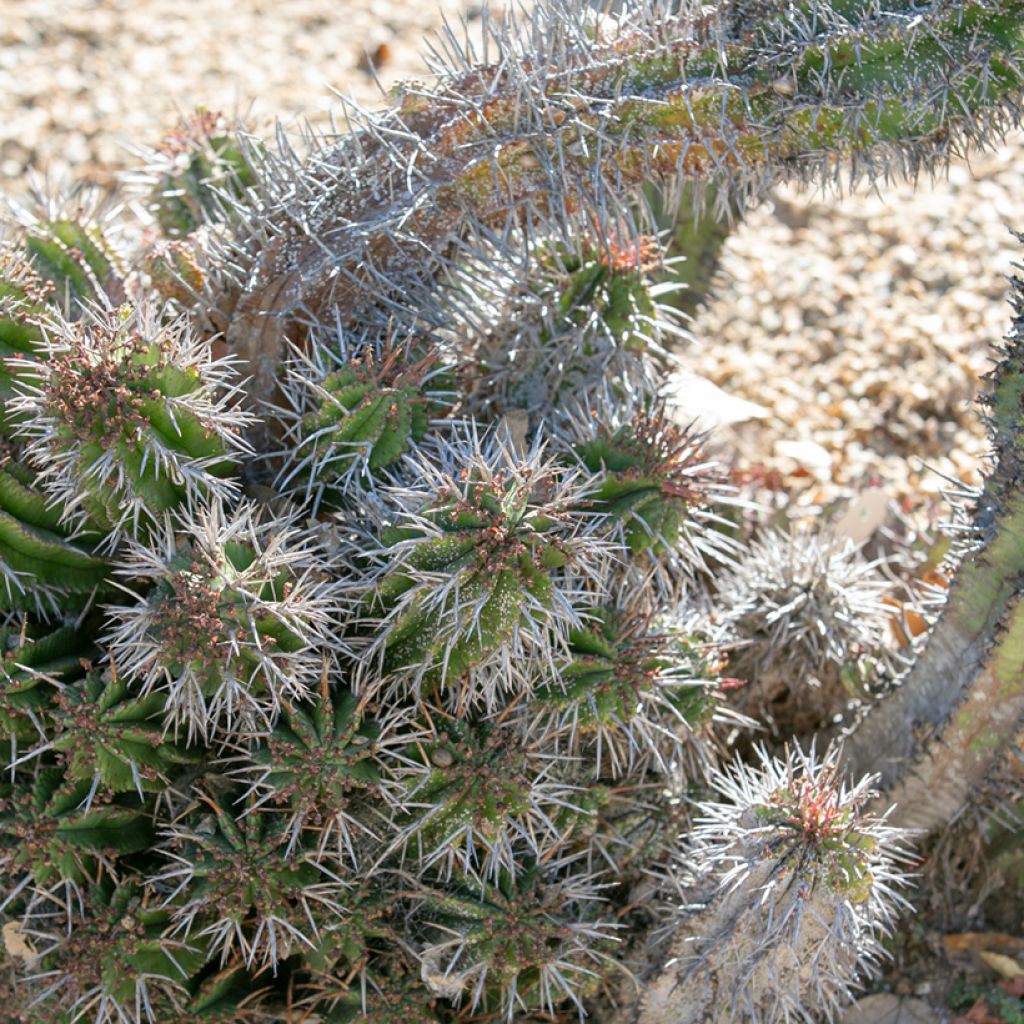 Euphorbia horrida - Euphorbe