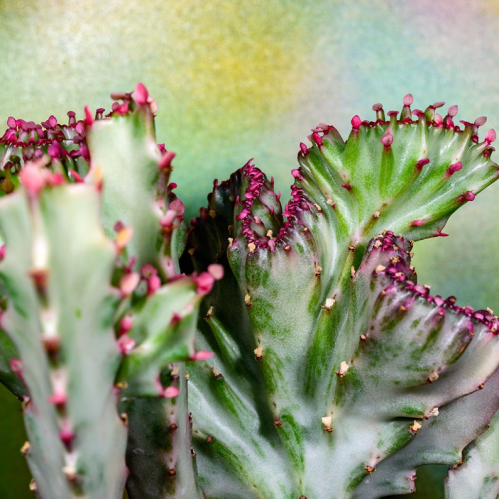 Euphorbia lactea Cristata - Euphorbe lactée