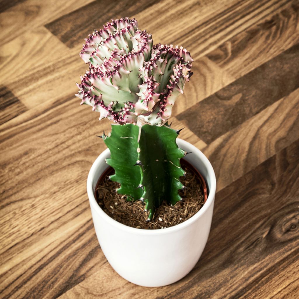 Euphorbia lactea Cristata - Euphorbe lactée