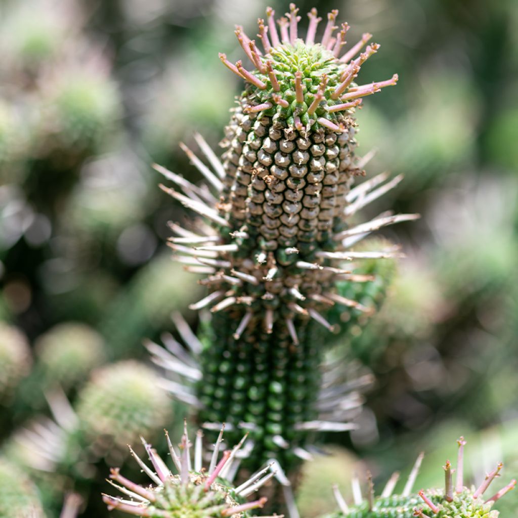 Euphorbia mammillaris - Euphorbe
