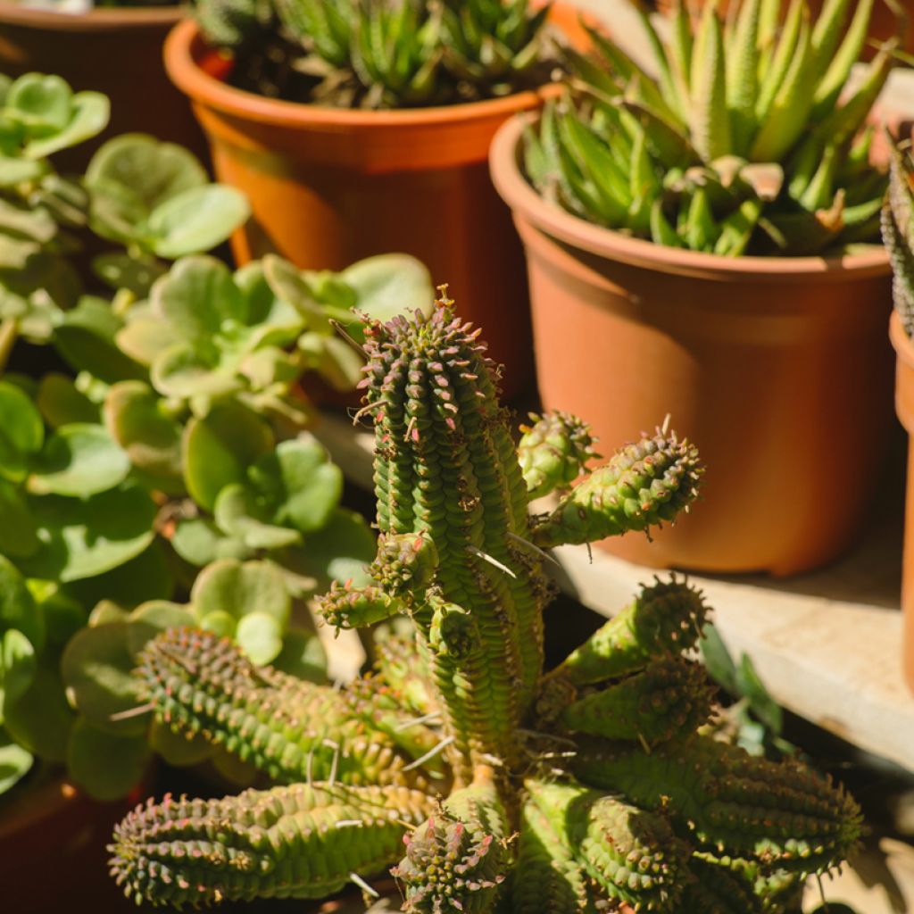 Euphorbia mammillaris - Euphorbe