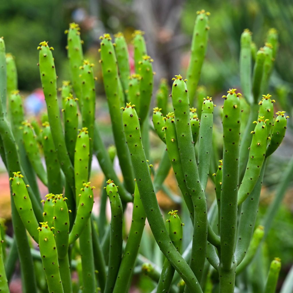 Euphorbia tirucalli - Plante crayon