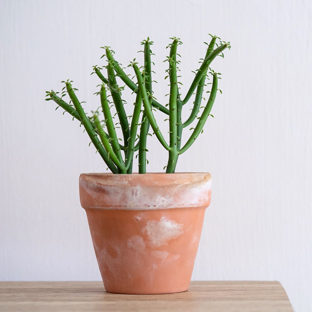 Euphorbia tirucalli - Plante crayon