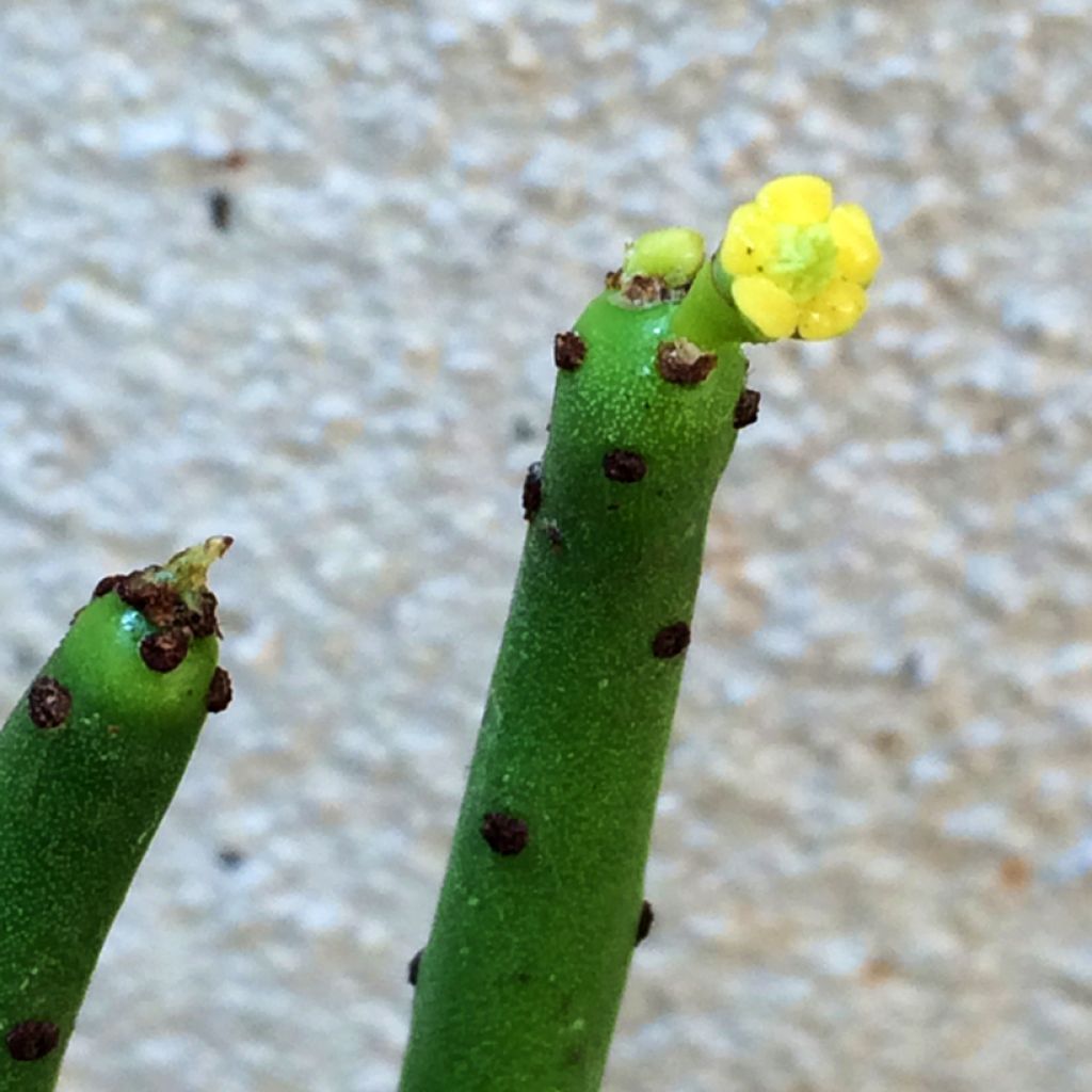 Euphorbia tirucalli - Plante crayon
