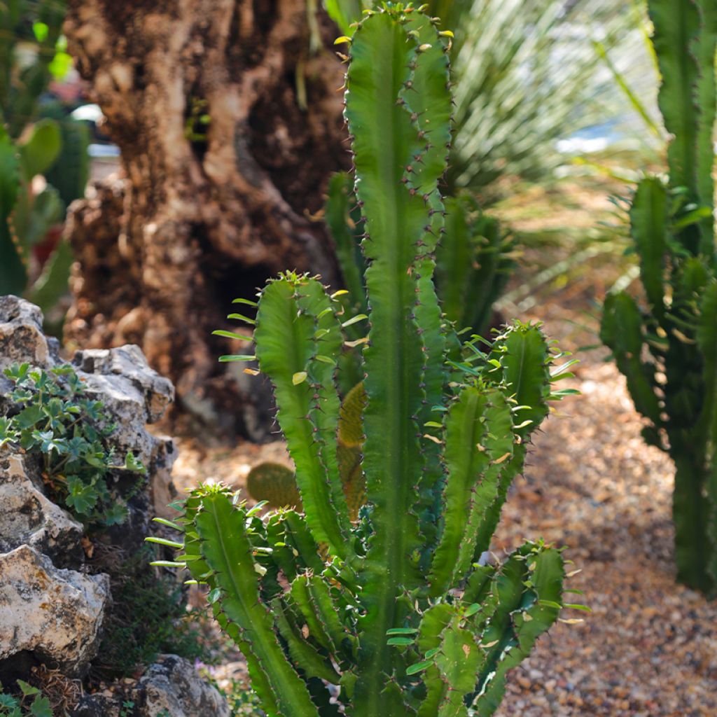 Euphorbia trigona - Euphorbe cactus