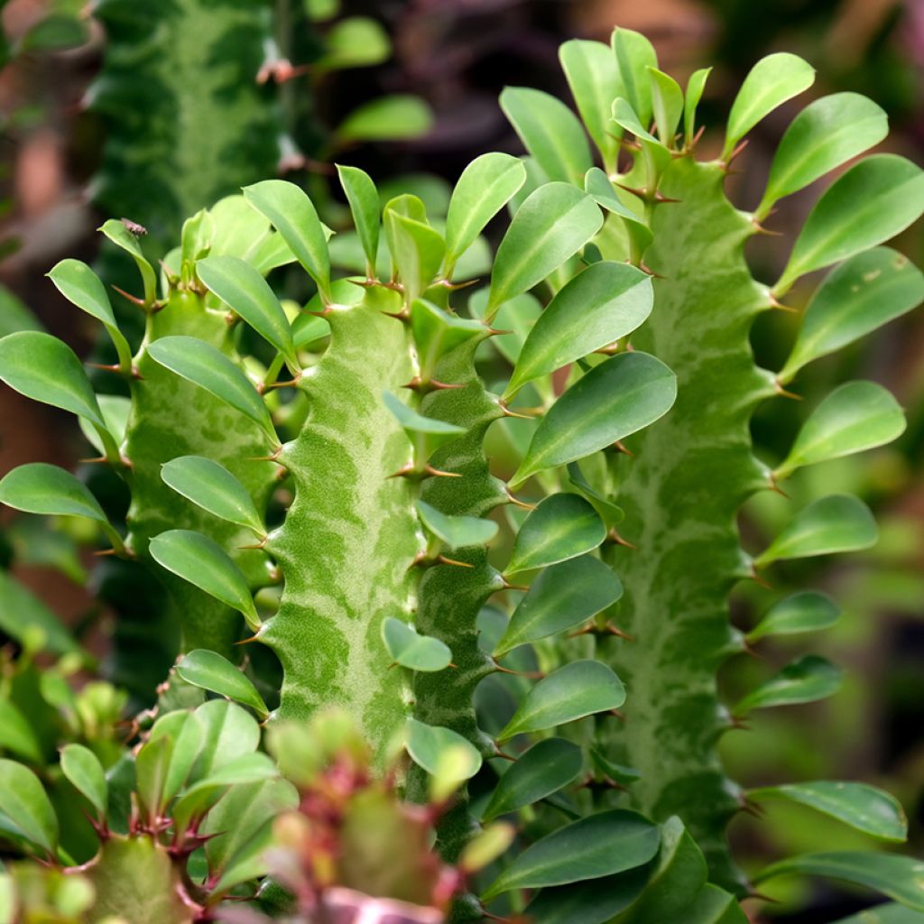 Euphorbia trigona - Euphorbe cactus