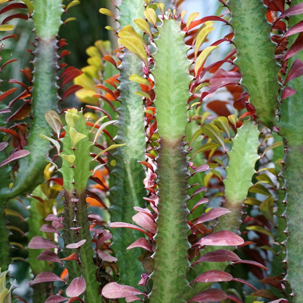 Euphorbia trigona f. rubra - Euphorbe cactus