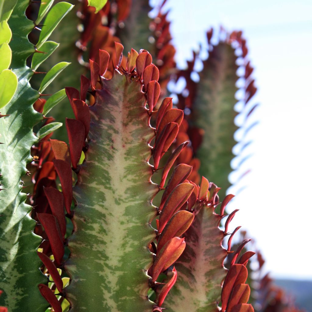 Euphorbia trigona f. rubra - Euphorbe cactus
