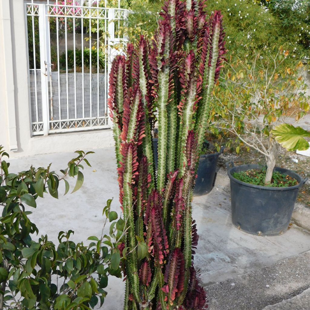 Euphorbia trigona f. rubra - Euphorbe cactus