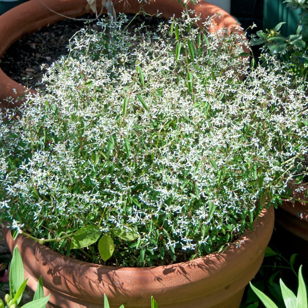 Euphorbe Diamond Frost - Chamaesyce hypericifolia 