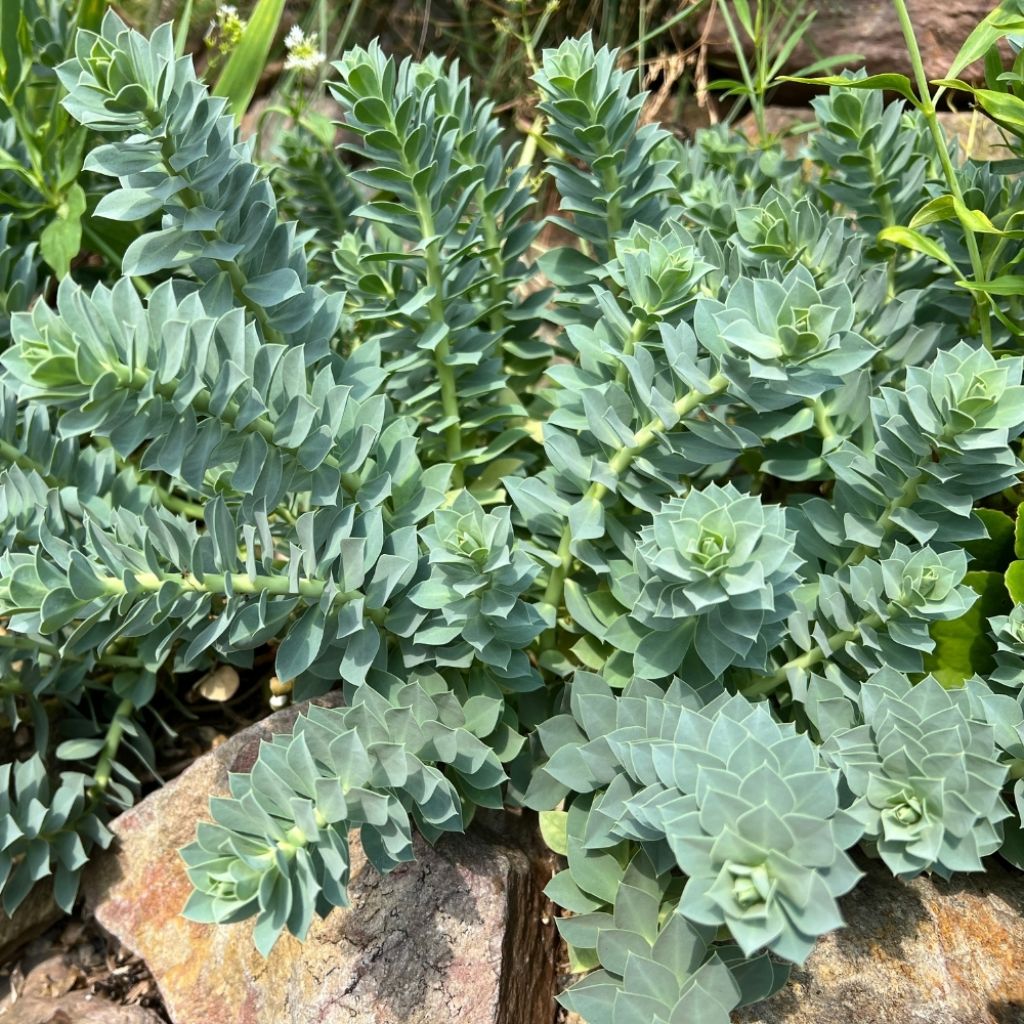 Euphorbia myrsinites - Euphorbe de Corse