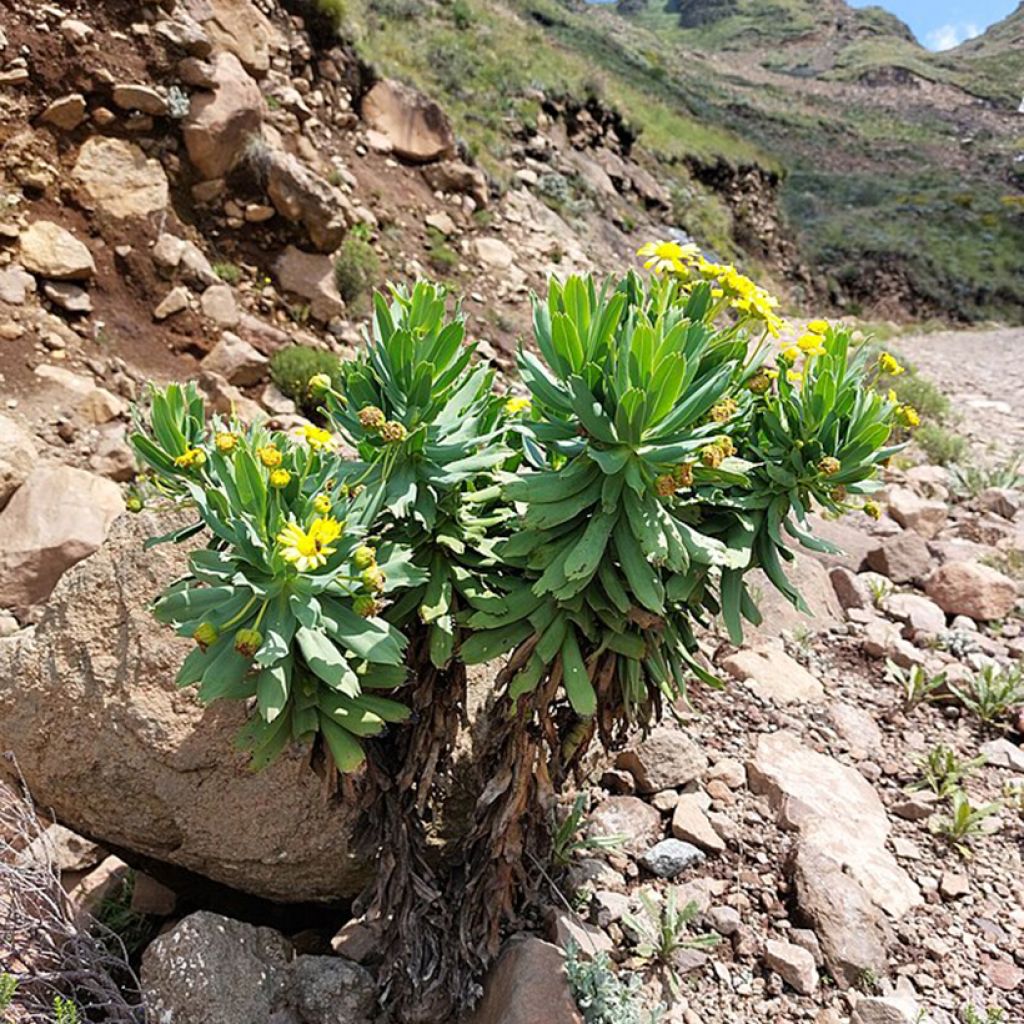 Euryops evansii 