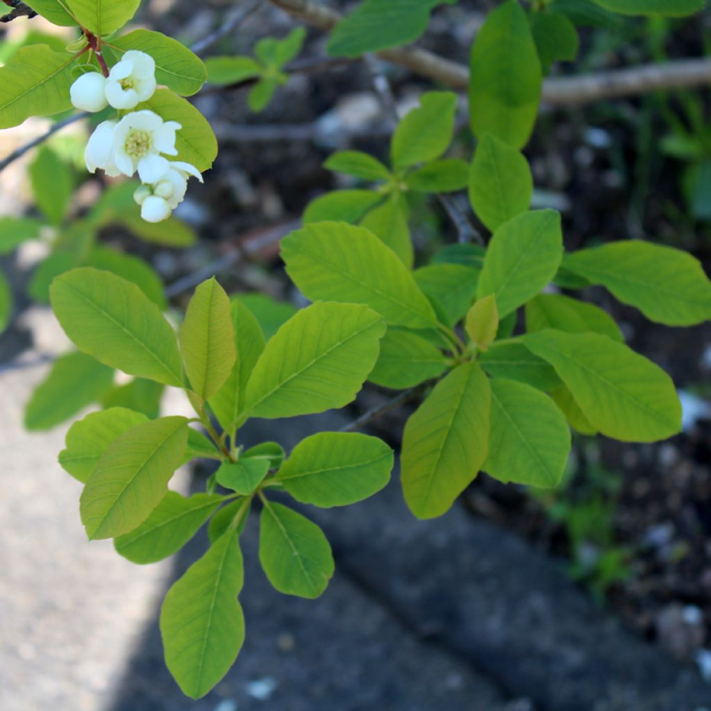 Exochorda racemosa Magical Springtime