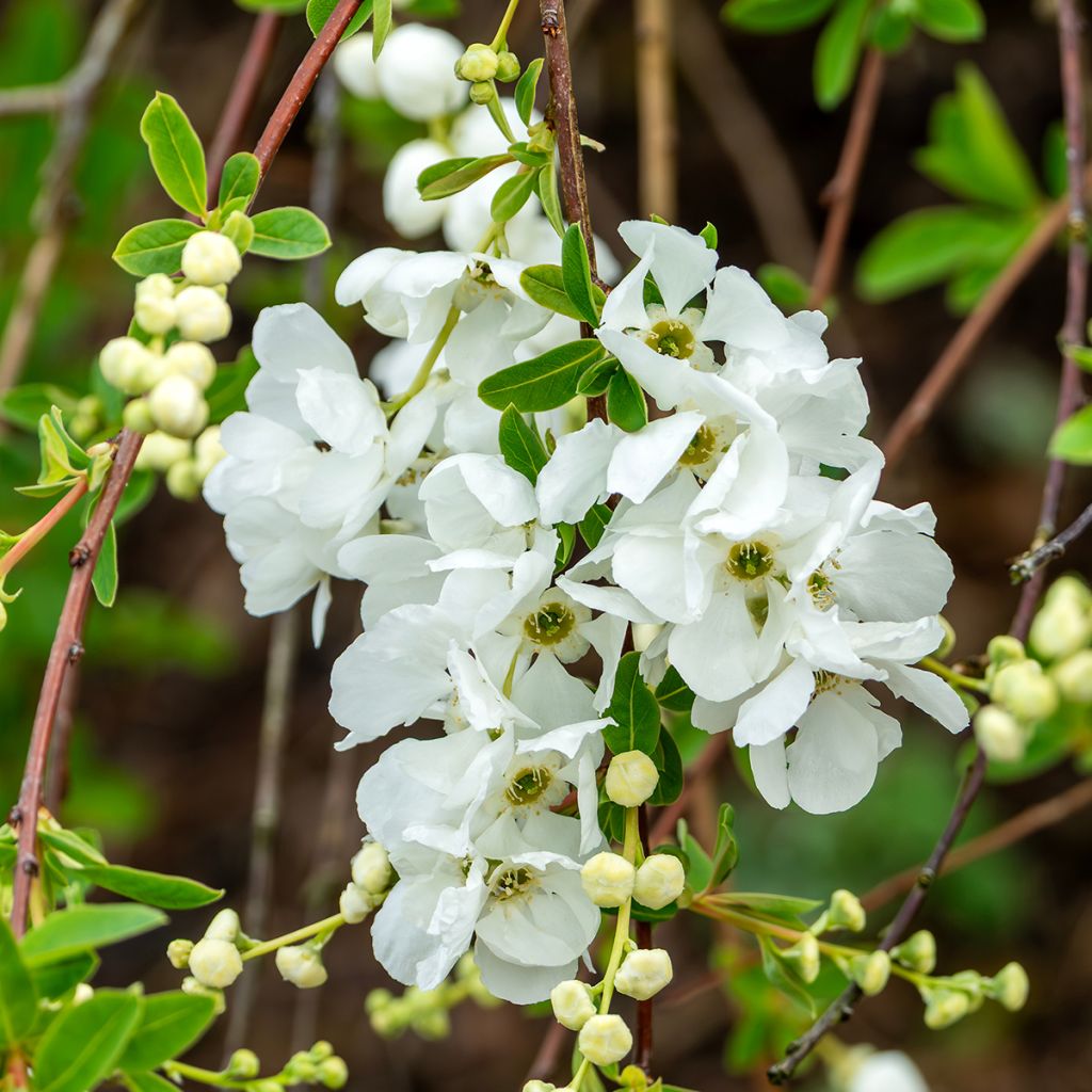 Exochorda x macrantha The Bride
