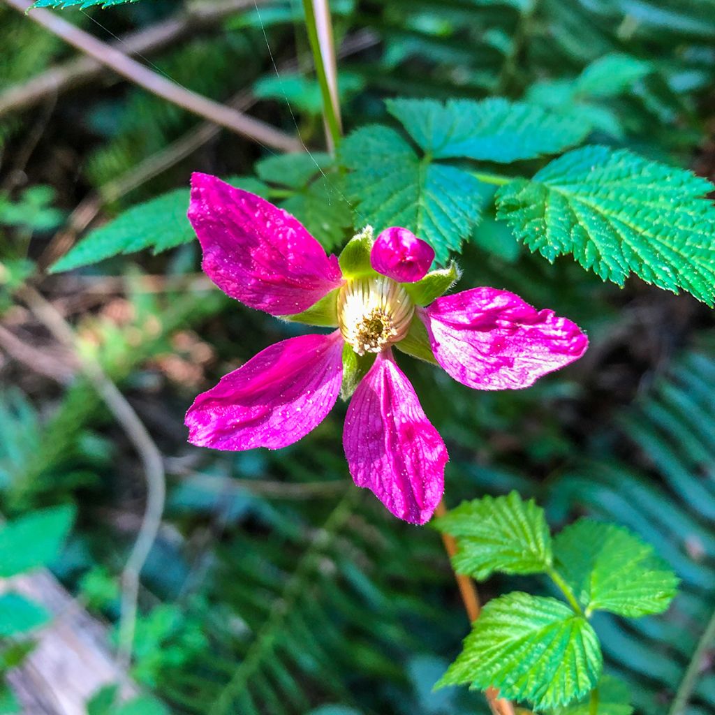 Rubus spectabilis Pacific Rose - Ronce remarquable