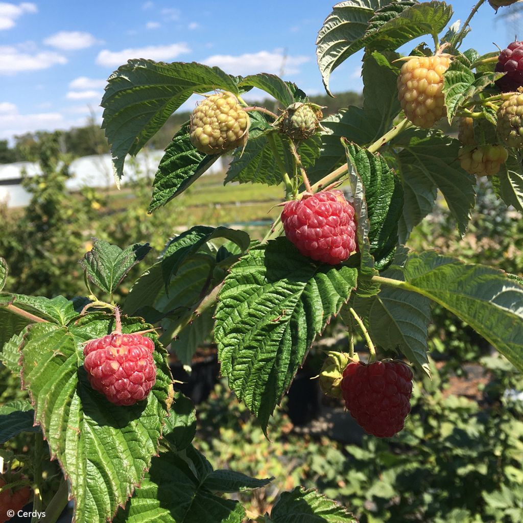 Framboisier Primeberry Autumn Fleshy - Rubus idaeus